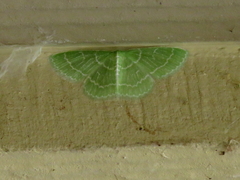 Synchlora aerata
