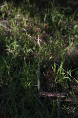 Caladenia lorea