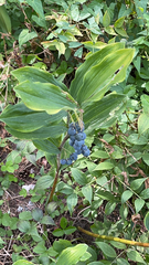 Polygonatum