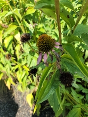 Echinacea purpurea