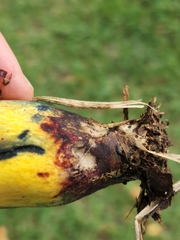 Pulchroboletus rubricitrinus