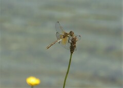 Sympetrum flaveolum