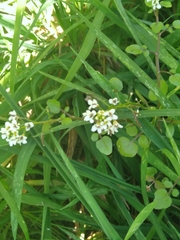 Nasturtium officinale