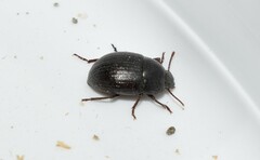 Micrositus orbicularis