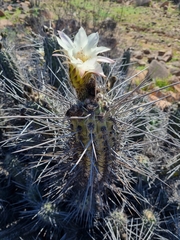 Trichocereus deserticola