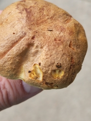 Pulchroboletus rubricitrinus