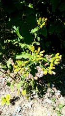 Pentanema squarrosum