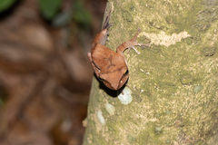 Polypedates megacephalus