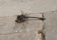Dromogomphus spinosus
