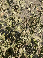Anthyllis cytisoides