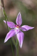 Caladenia latifolia