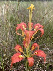 Lilium catesbaei