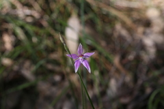 Caladenia latifolia