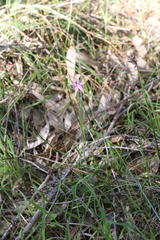 Caladenia latifolia