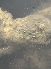 Neogerris hesione