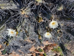 Trichocereus deserticola