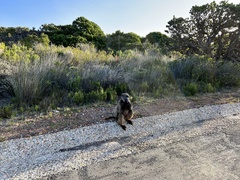 Papio ursinus ursinus