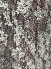 Physcia millegrana
