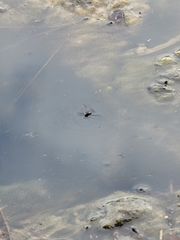 Neogerris hesione