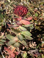 Rhodiola rosea