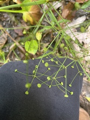 Alisma