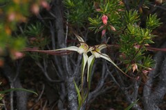 Caladenia capillata