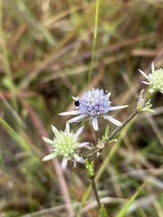 Eryngium integrifolium
