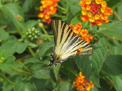 Iphiclides podalirius