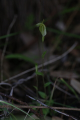 Pterostylis brevisepala