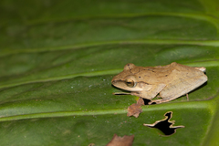 Polypedates megacephalus