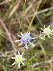 Eryngium integrifolium