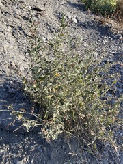 Anthyllis cytisoides