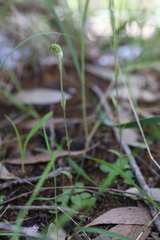 Pterostylis brevisepala