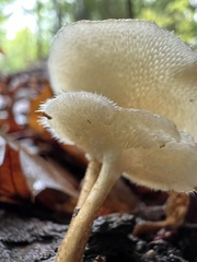 Lentinus arcularius