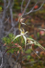 Caladenia capillata