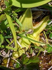 Pinguicula