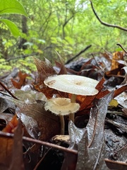 Lentinus arcularius