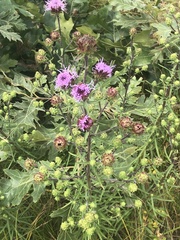 Liatris novae-angliae