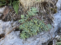 Saxifraga paniculata