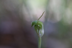 Pterostylis brevisepala