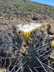 Trichocereus deserticola