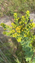 Solidago rigida