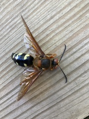 Sphecius speciosus
