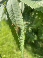 Nephrotoma ferruginea