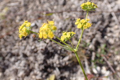 Bupleurum mundii