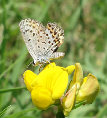 Plebejus argus
