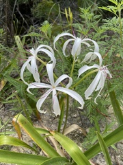 Crinum