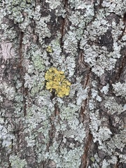 Candelaria concolor