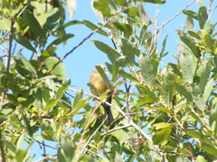 Emberiza citrinella