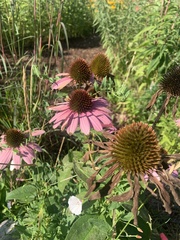 Echinacea
